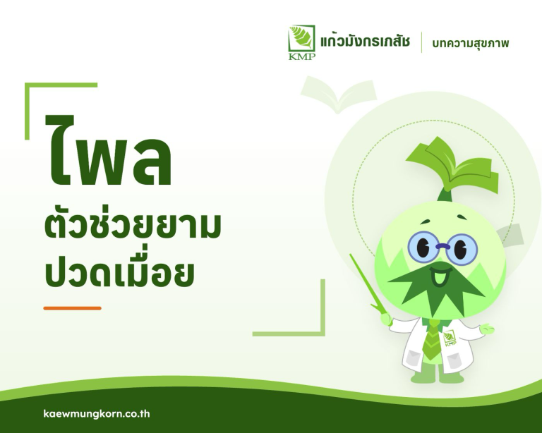 ไพลตัวช่วยยามปวดเมื่อย — บทความสุขภาพ KMP